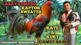 LARRY ROMERO RAPTOR SWEATER  ED JARABA  KATE amp KURT GAMEFARM  QUALITY GAMEFOWL IN THE PHILIPPINES [upl. by Fatma]