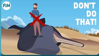 Why dead Whales are so dangerous [upl. by Gona]