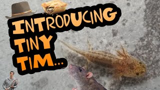 INTRODUCING TINY TIM THE BABY AXOLOTL [upl. by Patrick]