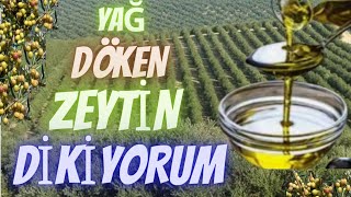 Arbequinaİspanyol Zeytin YetiştiriciliğiZeytin Fidanı Nasıl Dikilir arbequina zeytin olive [upl. by Fleta459]