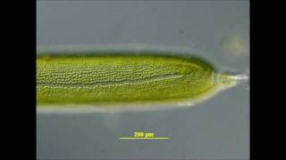 Cytoplasmic Streaming in Nitella [upl. by Noyart603]