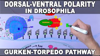 Dorsal Ventral Polarity Generation in Drosophila  GurkenTorpedo Pathway [upl. by Carrick]