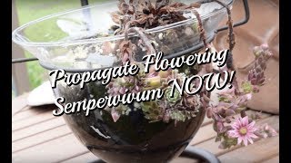 Propagating a Flowering SEMPERVIVUM  Continue The Plant Lineage [upl. by Inah]