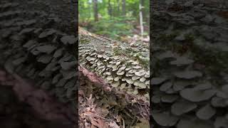 Fresh fungi shorts turkeytail [upl. by Branden636]