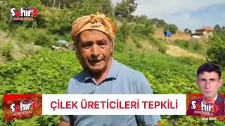 Buldan çilek üreticileri fiyata tepkili [upl. by Enelyar]