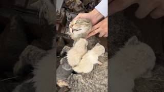 😭Emotional Quran Recitation Cat  Cute cat  Abdur Rahman Mossad Quran allah quran islam cat [upl. by Ahsoek394]