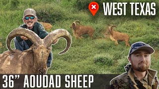 36quot GIANT AOUDAD Sheep West Texas  Wildlifers [upl. by Gnos]