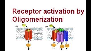 Activation of Receptors by Oligomerization  Mechanism  2024 [upl. by Nerwal979]