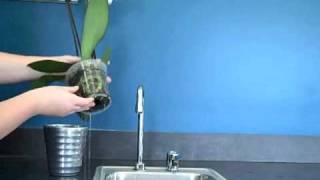 Orchid Pot Water Drainage [upl. by Salita]