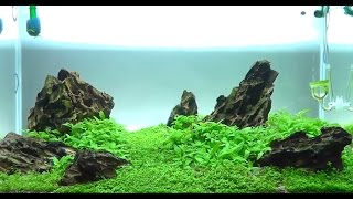 Aquascape Iwagumi Style  Trimming  16th Week Update HD [upl. by Salomone]