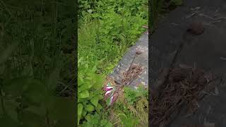 Central Cemetery Walk2 Short 4k Almaty Kazakhstan [upl. by Oniratac34]