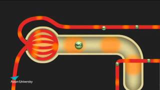 The Kidney amp the Counter Current Multiplier Pharmacology teaching at Aston University [upl. by Yliak]