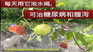 小果倒地铃的作用和功效Cardiospermum halicacabum health benefitsManfaat Paria gunung [upl. by Burman]