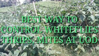 BEST WAY TO MANAGE AND CONTROL WHITEFLIES THRIPS MITES AND MORE IN EGGPLANT  BAGONG PARAAN PAANO [upl. by Crary342]