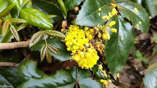 Plants to Look for a Bright and Yellow Garden Mahonia Plant Brings You the Best [upl. by Macleod598]