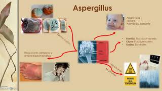 5 ¿Conoces las características de penicillium  UnADM [upl. by Azmah]