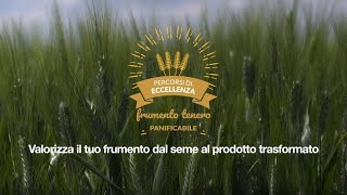 Percorsi di Eccellenza BASF – Frumento Tenero Panificabile [upl. by Rahsab]