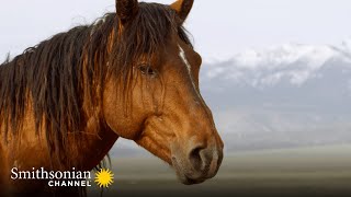 A Male Stallion Fights to Keep His Harem for Himself 🐴 America’s Wild Seasons  Smithsonian Channel [upl. by Rupert820]