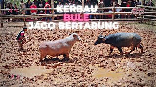 Kerbau Bule Yang Jago Bertarung  Tedong Silaga Toraja Terbaru 2022 [upl. by Venator]