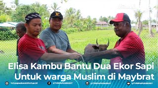 Elisa Kambu Menyerahkan bantuan 2 Ekor Sapi Kurban kepada Warga Muslim di Maybrat [upl. by Airetahs]