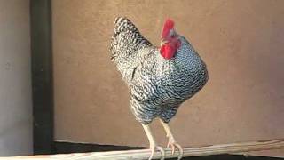 Barred Rock Rooster Crowing [upl. by Kikelia]