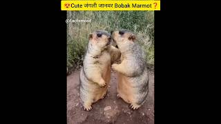 🥰Bobak Marmot🧐❓ intrestingfacts powerfulfacts ytshort trendingshorts shorts [upl. by Bezanson]