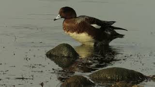 Wigeon standing in water preening [upl. by Idola630]