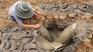 Unique Fishing  Man Catching Giant Catfish In Dry Season [upl. by Stephannie929]