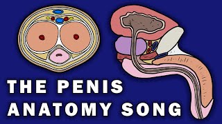 THE PENIS ANATOMY SONG [upl. by Kedezihclem995]