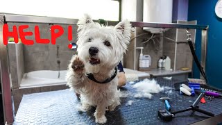 Westie Grooming Routine Explained  Hand Stripping  Cuteness [upl. by Javier]