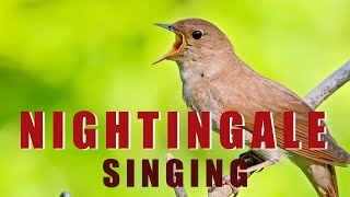 Singing NIGHTINGALE  the best BIRD SONG [upl. by Skcirdnek]