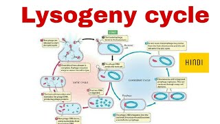 Lysogeny cycle of Bacteriophage in Hindi [upl. by Stinson]