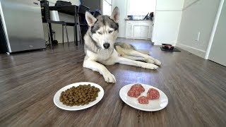 Do Dogs Prefer Raw Meat or Kibble Food [upl. by Delos]