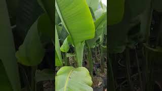 اشجار الزينة  شجرة المُسافِر الموز الكاذب Ravenala madagascariensis 0665708632 [upl. by Dammahom]