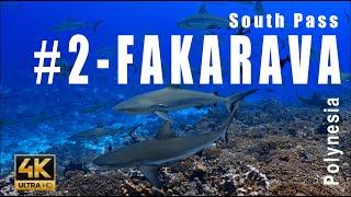 Tahiti 2  700 hundred sharks SOUTH Pass Atoll Fakarava Tuamotu Archipelago  4k  Showreel [upl. by Anahoj]