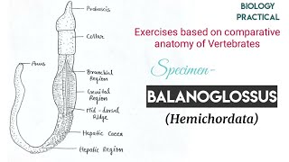 1 Balanoglossus Study Of Specimens MSc Bsc Practicals  Hemichordata [upl. by Vizzone]