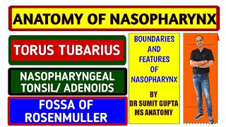 NASOPHARYNX FEATURES  ADENOIDS  TUBAL ELEVATION  NASOPHARYNGEAL ISTHMUS [upl. by Lillith]