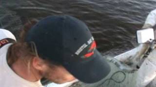 COMMERCIAL GILLNET FISHING FOR MULLET WITH STRIKENETTER [upl. by Alyks]