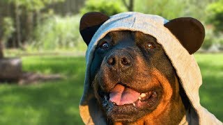 Funny Rottweiler Compilation [upl. by Ivanah]