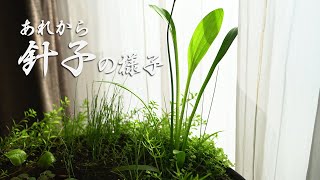 【ビオトープ】新たな水生植物「サウルルス」とメダカの針子（その後）【睡蓮鉢15】 [upl. by Maryanne]