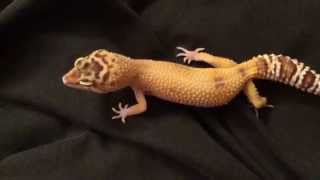 Leopard Gecko Chirping [upl. by Anett420]