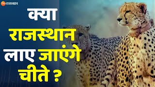 Project Cheetah क्या राजस्थान लाए जाएंगे चीते  Cheetah Project Update  Zee Rajasthan News [upl. by Thormora]