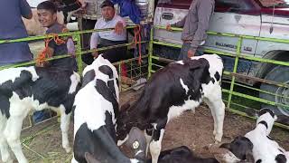 plaza ganadera o tianguis de animales al mejor precio [upl. by Iram]