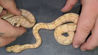 2024 Clutch 3  FollowUp BALL PYTHON  AMAZING Disco Huffman Banana Cinnamon YB Mahogany [upl. by Tris]