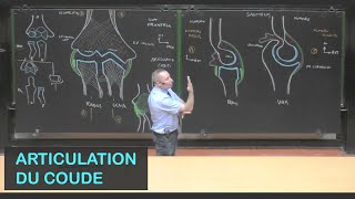 Anatomie de larticulation du coude Membre supérieur 8 [upl. by Annahc]