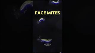 Face Mites The Tiny Pests You Didn’t Know Were Crawling on Your Face sciencefacts [upl. by Devin]