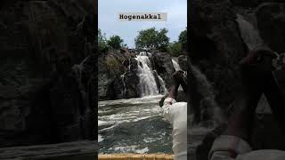 Hogennakal ll Hogennakal falls tamil ll hogennakal falls today ll hogennnakal falls bangalore [upl. by Corene290]