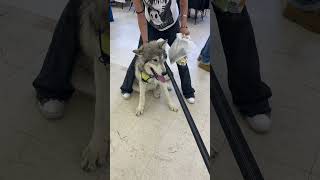 Wolfdog Puppy Visits Pet Expo to Educate People on Wolfdogs and Wild Wolves [upl. by Agnot]