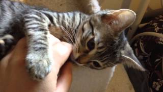 Brown tabby kitten squeaks and yawns [upl. by Drusie]