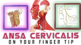 MNEMONICS ANSA CERVICALIS MNEMONICS HEAD AND NECK  ANATOMY TIPS amp TRICKS [upl. by Garrett]